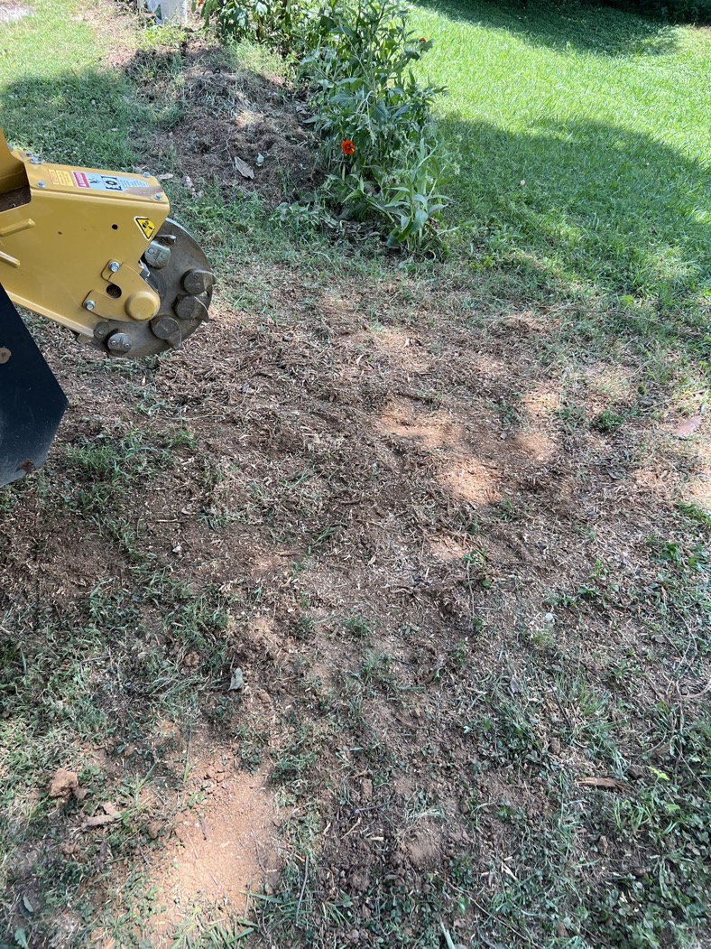 Large oak-class stump grinding Franklin Tennessee hardwood