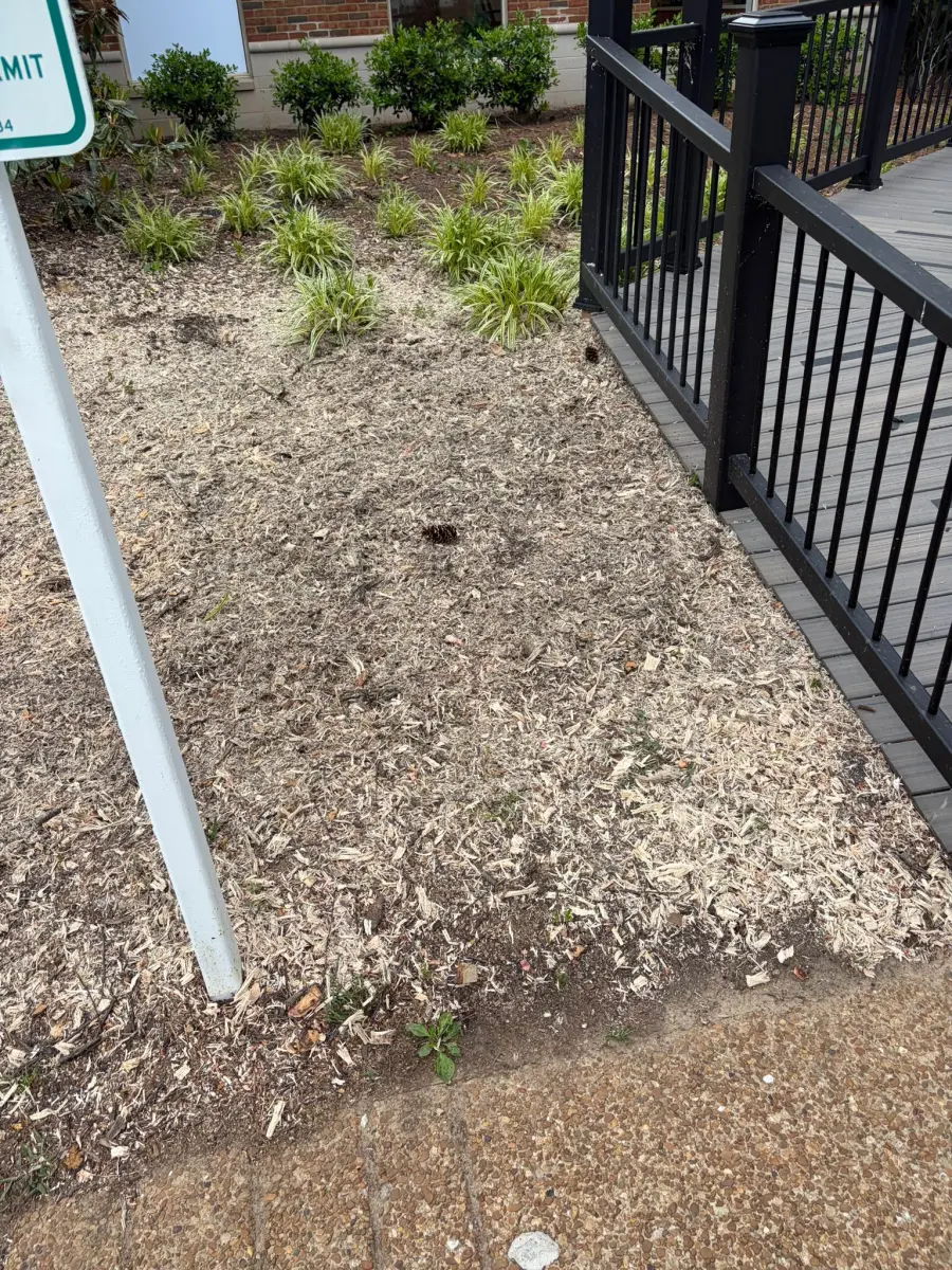 Stump after grinding at VEG ER for Pets Franklin TN