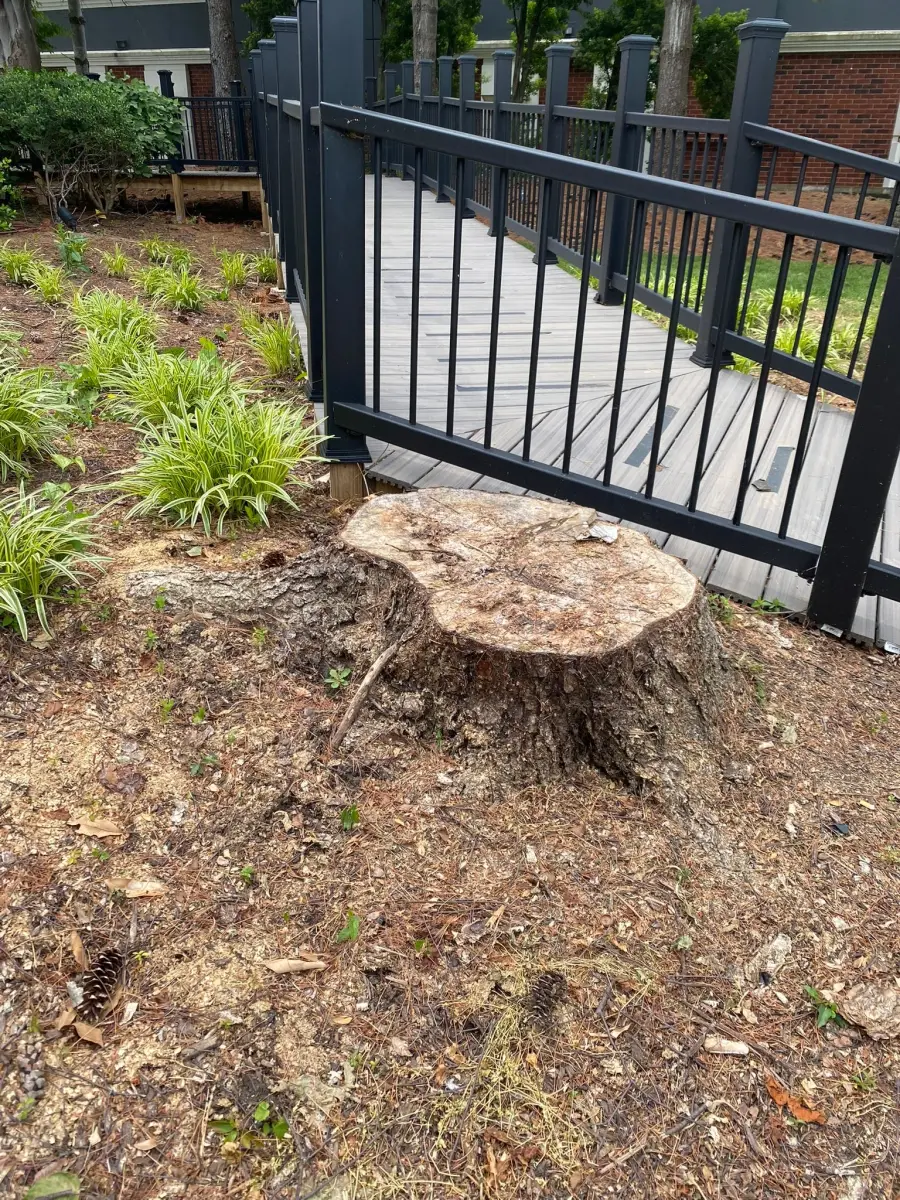 Stump before grinding at VEG ER for Pets Franklin TN